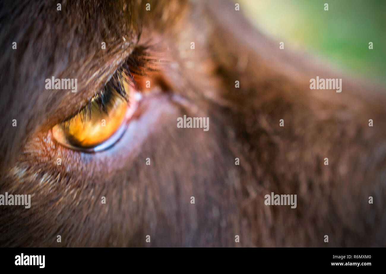 L'œil droit d'un chien de berger australien est représenté, le 11 avril 2014. Les chiens sont dichromats, ce qui signifie qu'ils sont daltoniens au rouge et vert. Banque D'Images