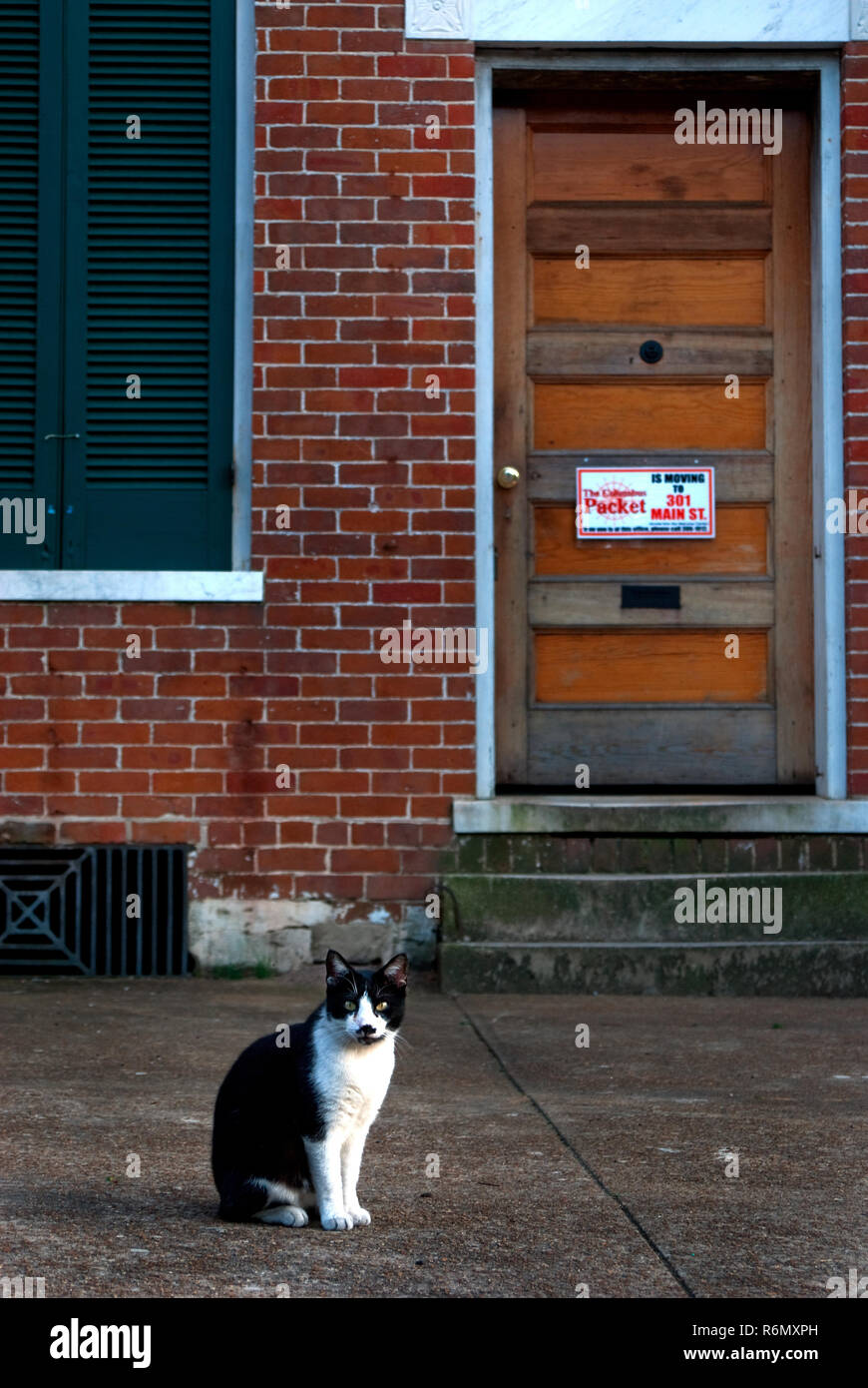 Un chat de smoking noir et blanc se trouve à l'extérieur d'un bureau dans le centre-ville de Columbus, Mississippi, le 20 avril 2010. Banque D'Images