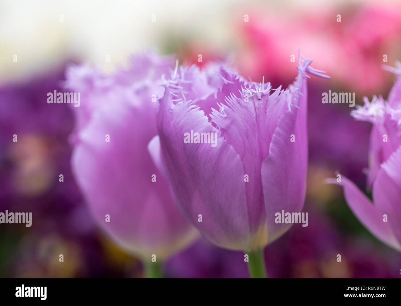 Tulipes frangées fleurir dans un jardin. Tulipes frangées doivent leur nom à partir de la bordure effilochée distincts sur leurs pétales. Banque D'Images