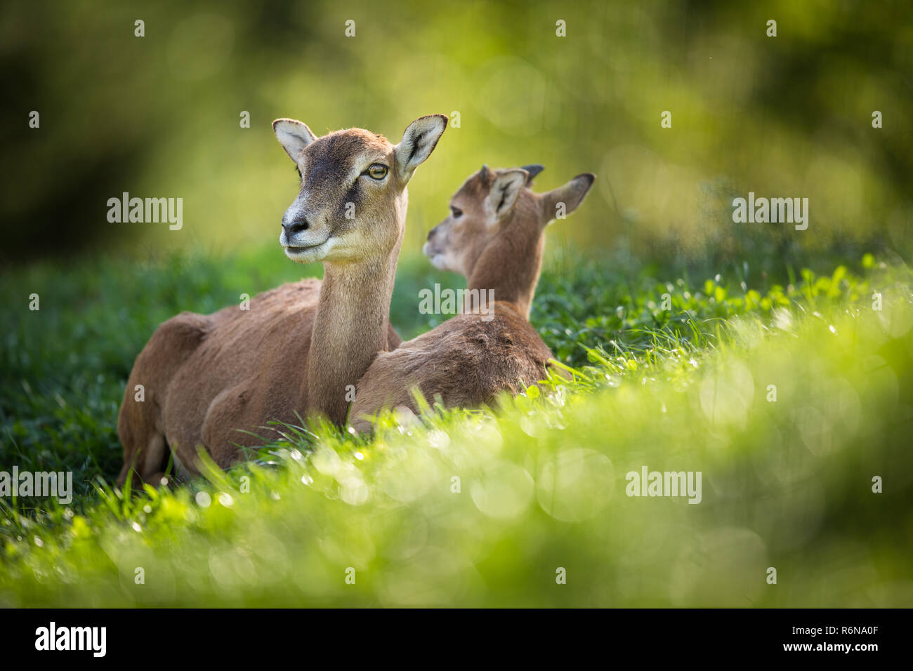 Mouflon européen (Ovis orientalis musimon) femelle avec un jeune se reposant dans l'herbe verte Banque D'Images