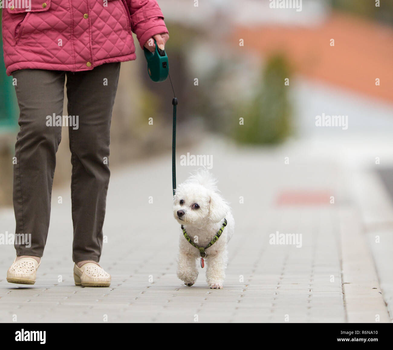 Senior woman walking son petit chien sur une rue de ville à heureux et détendu (shallow DOF) Banque D'Images