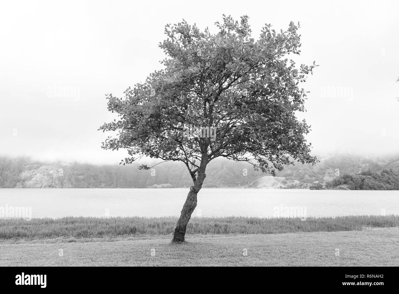 Un arbre isolé en noir et blanc près de Lagoa Azul à Sao Miguel, Portugal. Banque D'Images