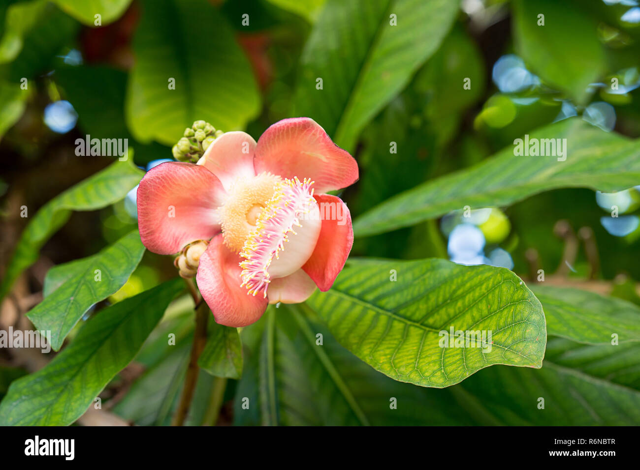 Cannonball fleur ou Sal fleurs (Couroupita guianensis) sur l'arbre Banque D'Images