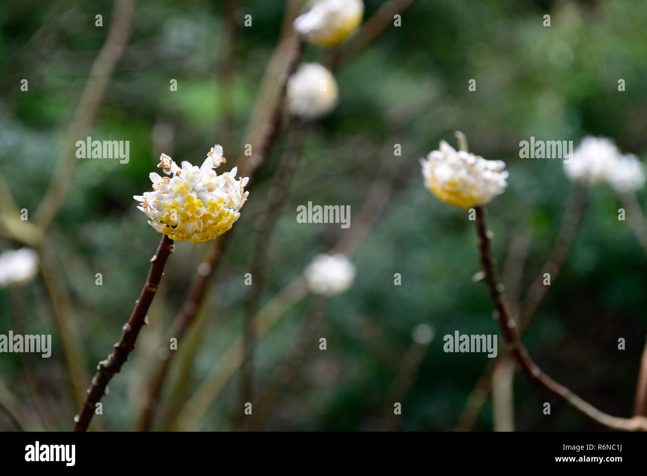 Edgeworthia chrysantha,paperbush,fleurs,fleurs,fleurs,fleurs,parfum,hiver,parfumé,arbuste,arbustes ornementaux,RM,Floral Banque D'Images