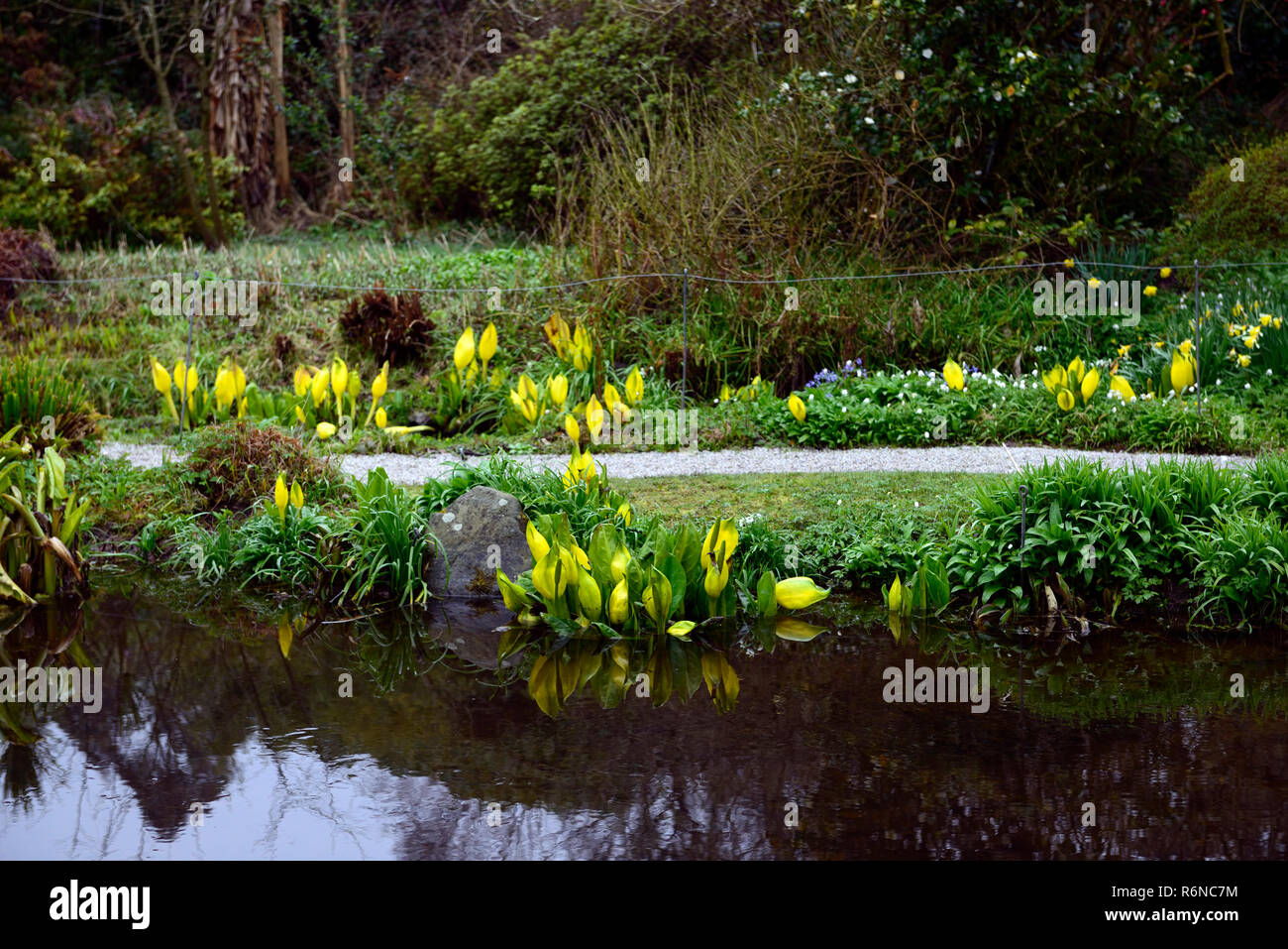 Lysichiton americanus lysichiton,jaune,fleurs,fleurs,fleurs,fleurs,printemps,,vivaces,bog,eau,plantes,de plantes aquatiques envahissantes,,jeu,restreint Banque D'Images