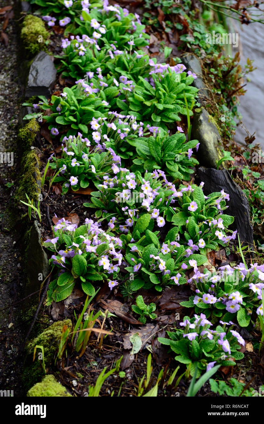 ,Primrose primula polyanthus,,primroses,croître de plus en plus,lit,mur en pierre sèche,peu profondes,fleur,chambres,rare,RM,résilient Floral Banque D'Images