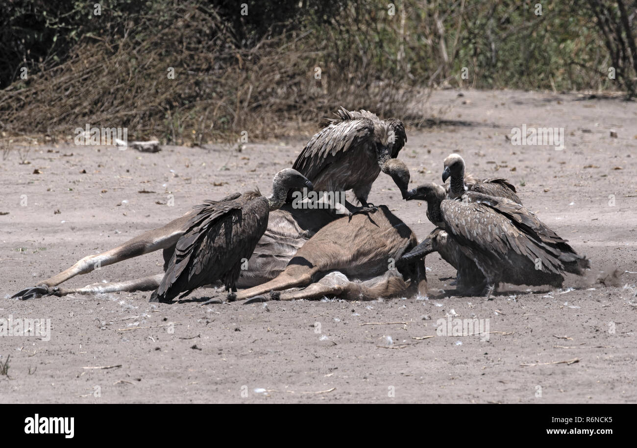 Les vautours à dos blanc manger la carcasse d'un grand koudou, Chobe National Park, Botswana Banque D'Images