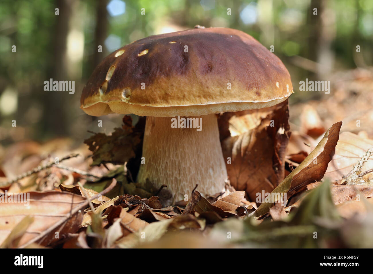 Détail de l'champignon comestible - Boletus King Banque D'Images
