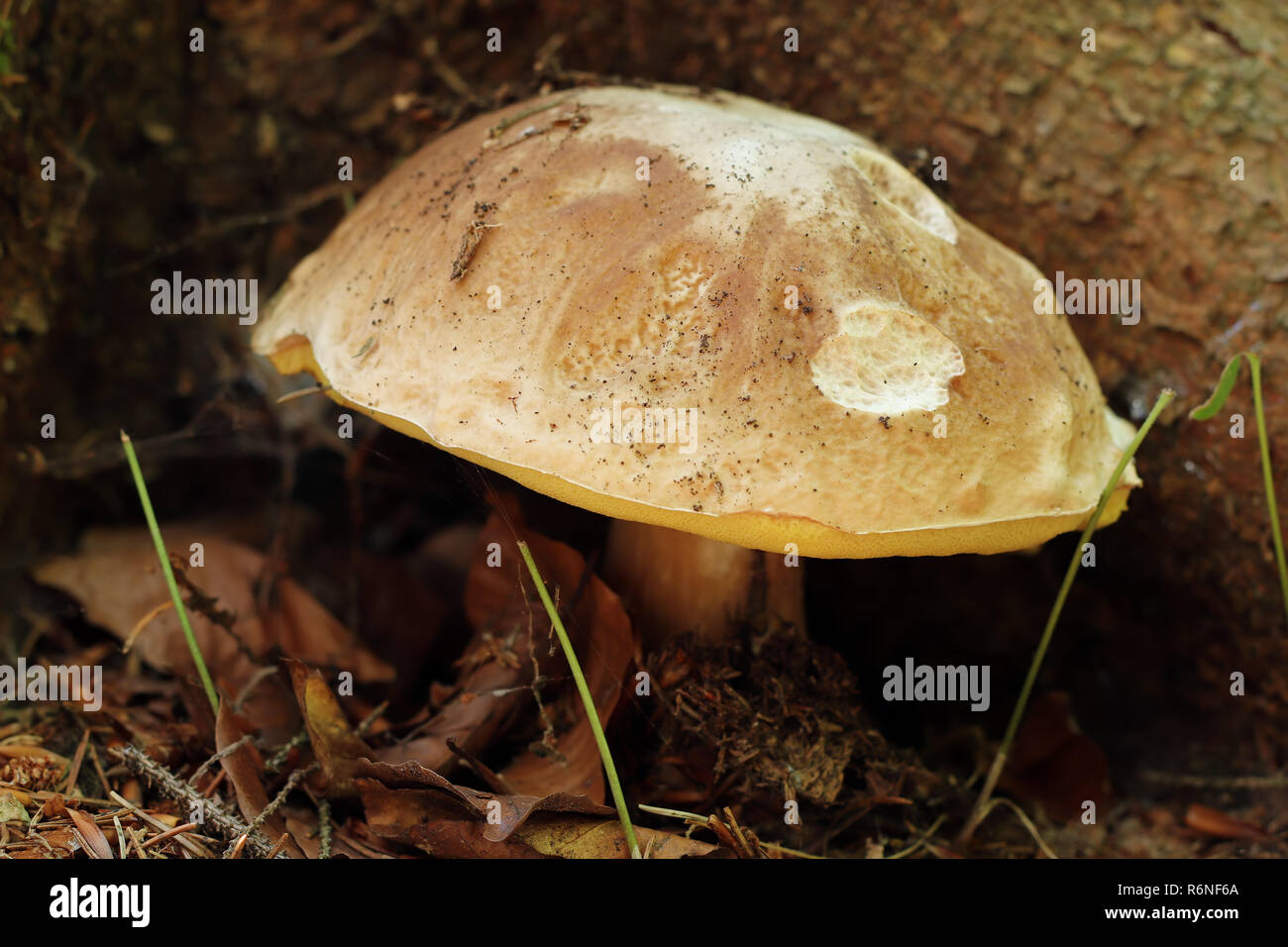 Détail de l'champignon comestible - Boletus King Banque D'Images