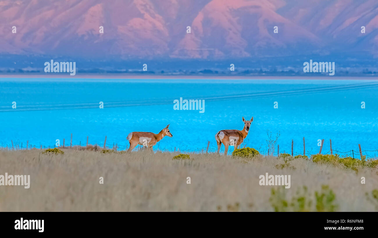 Antilope femelle contre Utah lac et montagne Banque D'Images