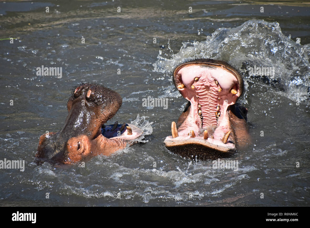 Couple d'hippopotames nager et jouer dans l'eau Banque D'Images