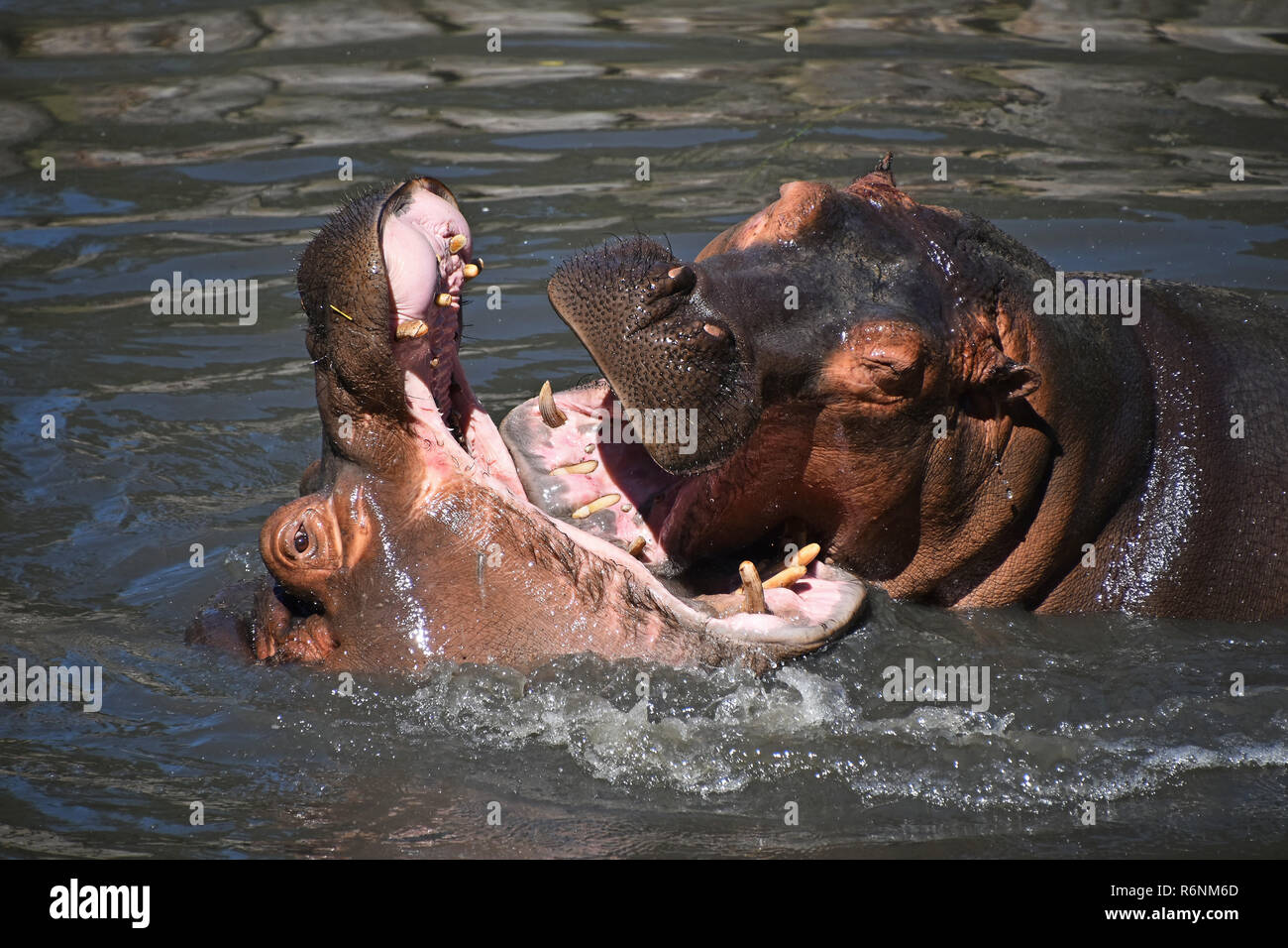 Couple d'hippopotames nager et jouer dans l'eau Banque D'Images