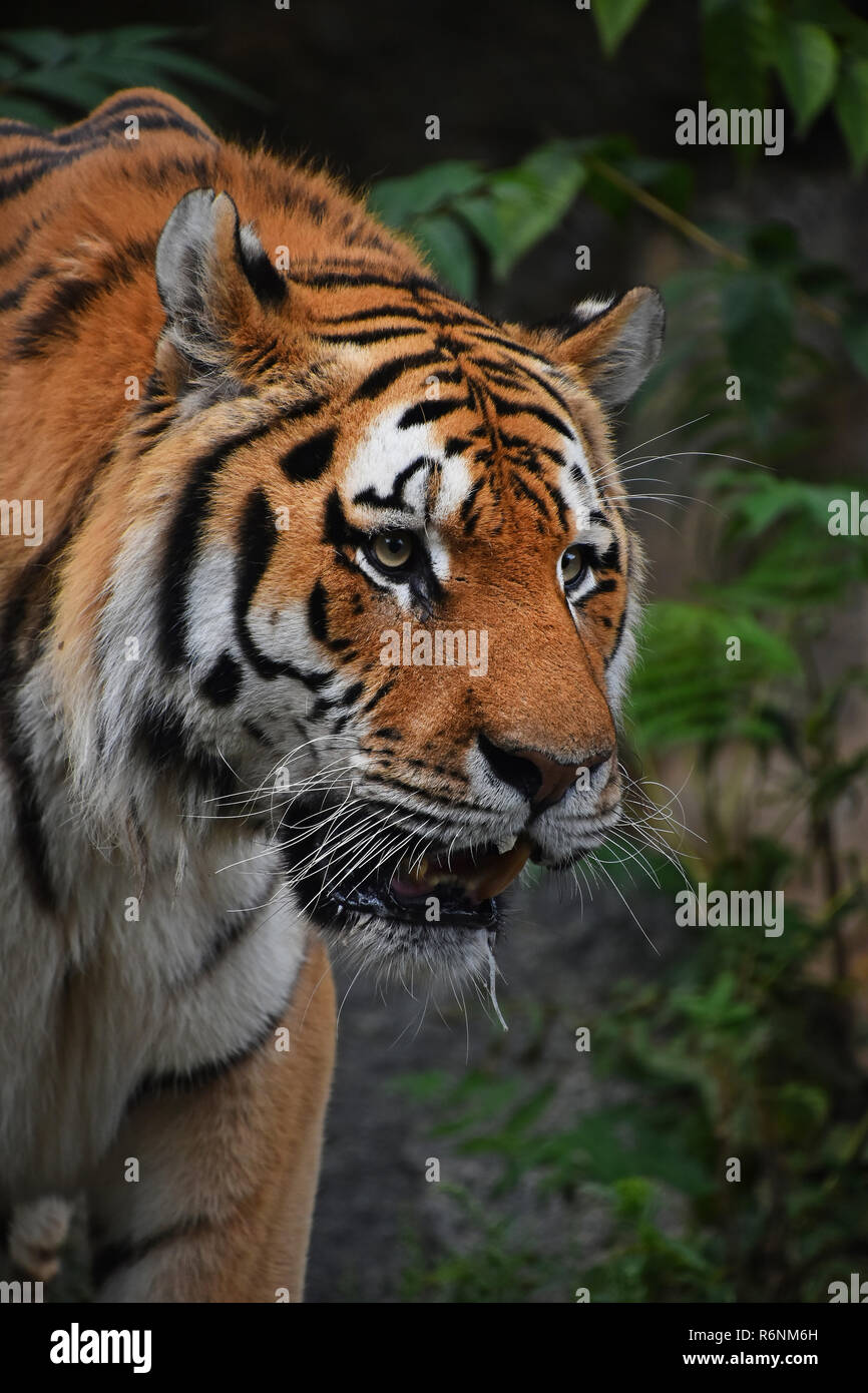 Close up portrait of mature mâle Siberian Tiger Banque D'Images