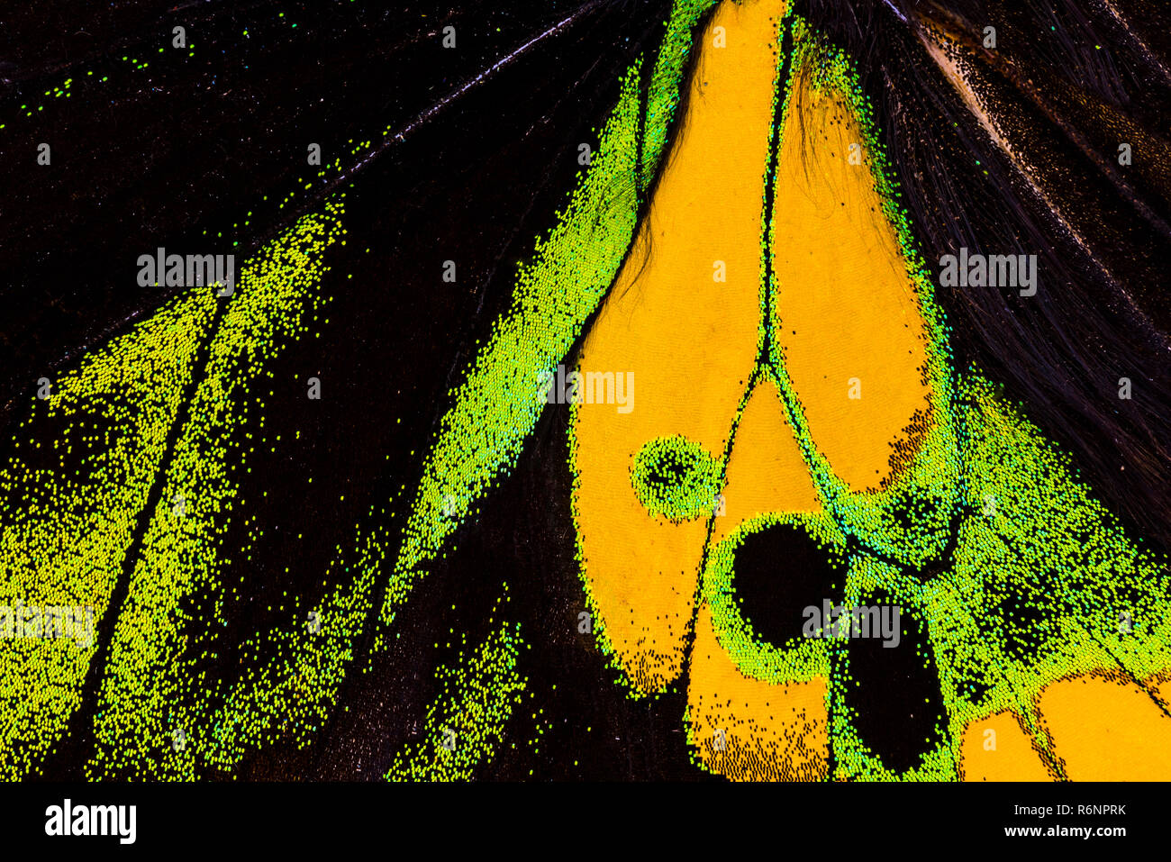 Détail d'une aile de papillon Banque D'Images