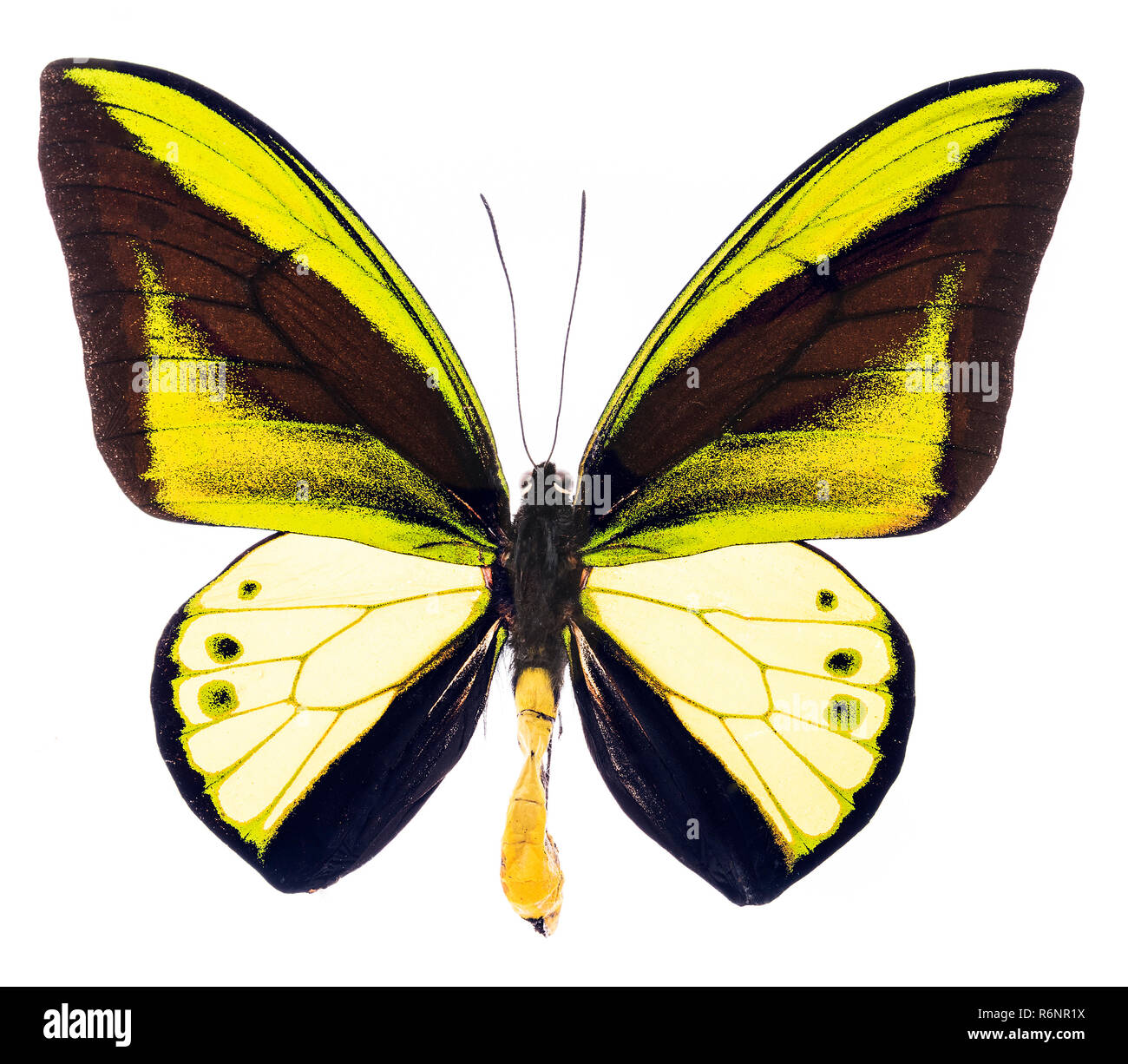 Ornithoptera goliath isolé papillon tropical Banque D'Images