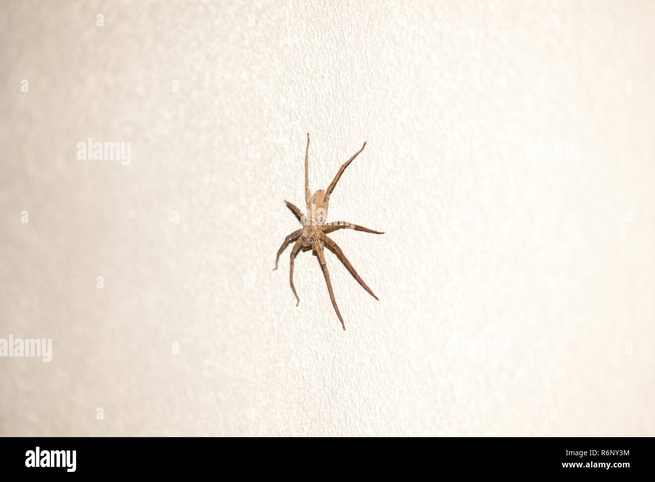 Mue araignee Banque de photographies et d’images à haute résolution - Alamy
