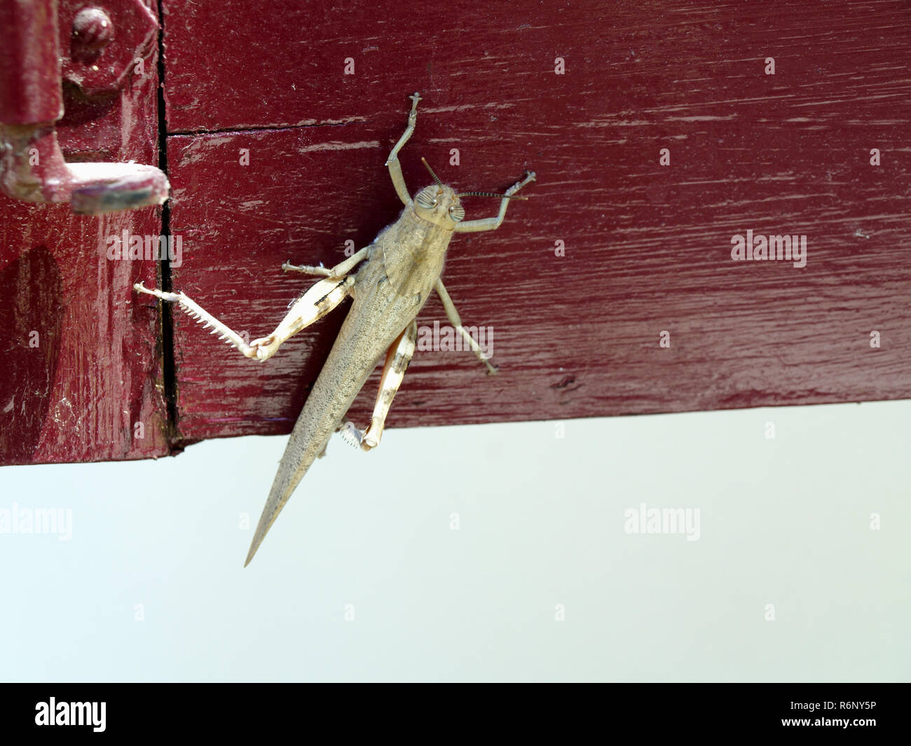 Anacridium aegyptium - criquet égyptien reposant sur l'obturateur en bois à Corfou, Grèce Banque D'Images