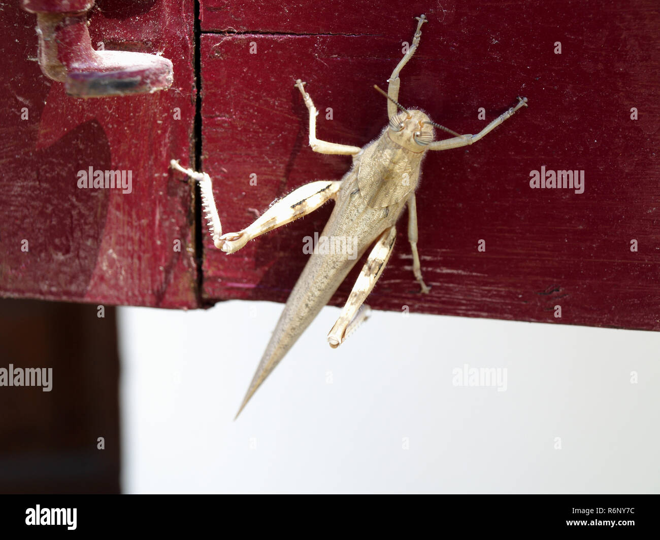 Anacridium aegyptium - criquet égyptien reposant sur l'obturateur en bois à Corfou, Grèce Banque D'Images