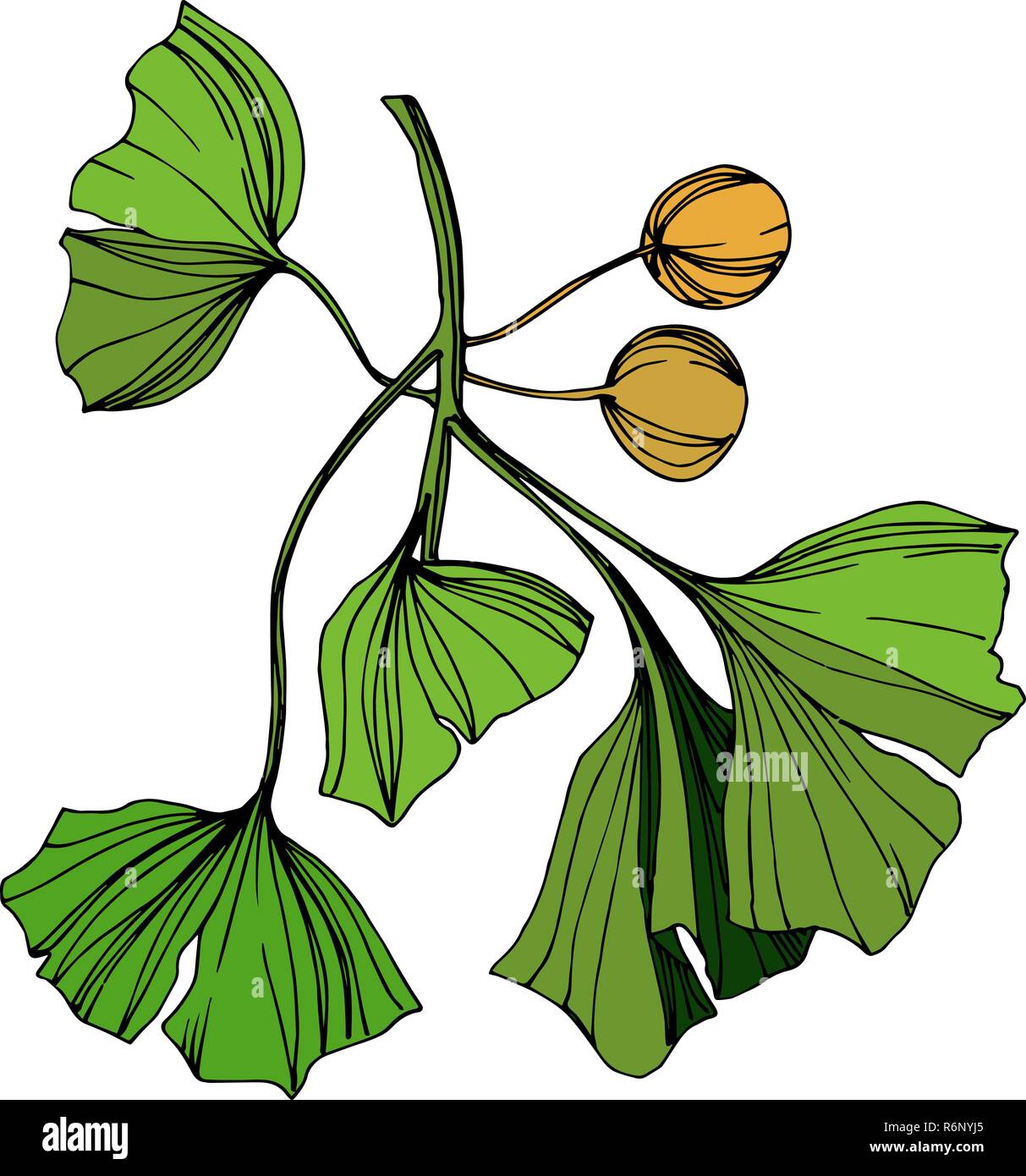 Vector illustration ginkgo isolés élément. Feuille verte. Jardin botanique des plantes à feuillage floral. L'encre verte gravée l'art. Illustration de Vecteur
