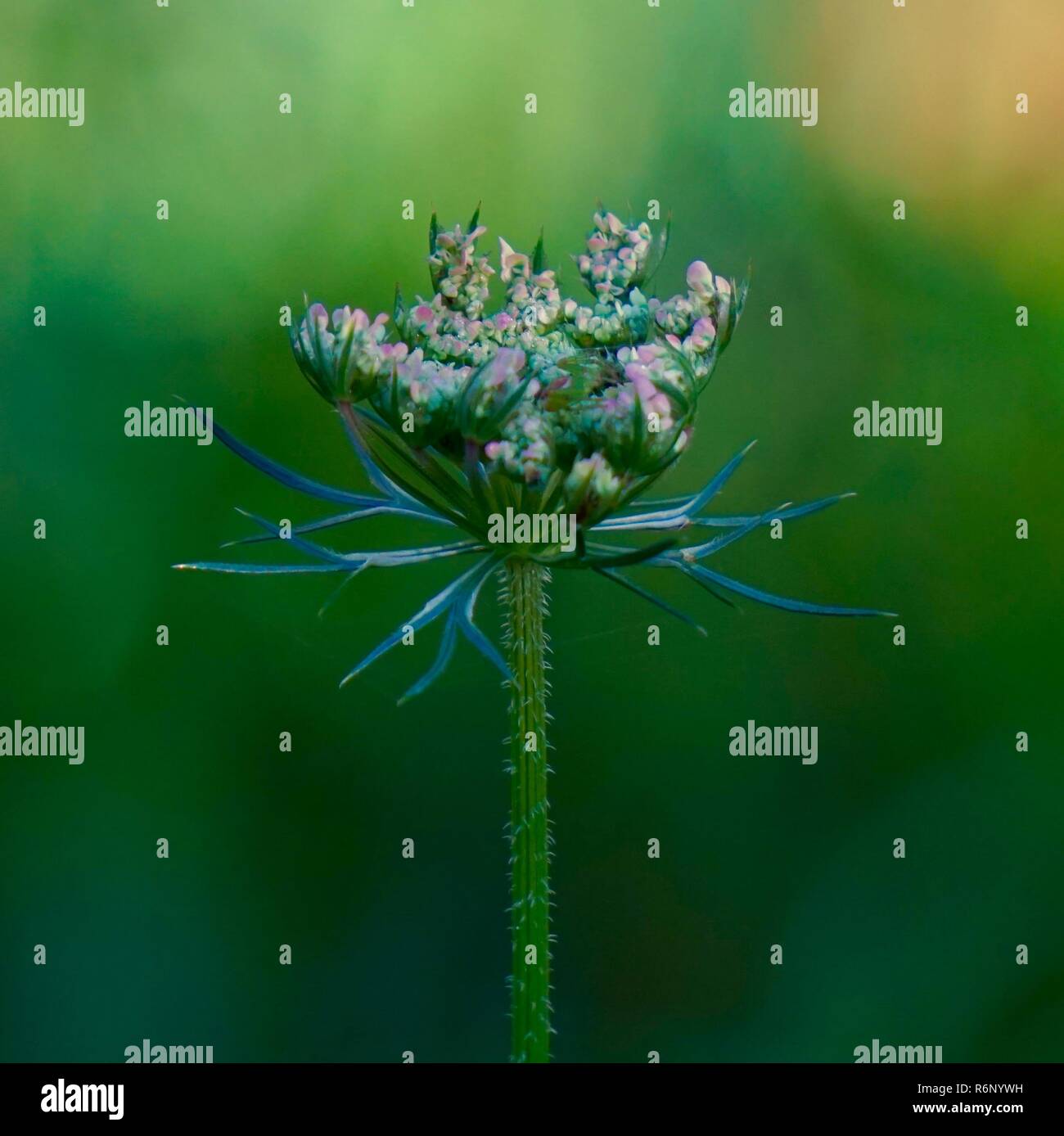 Les fleurs blanches dans le jardin Banque D'Images