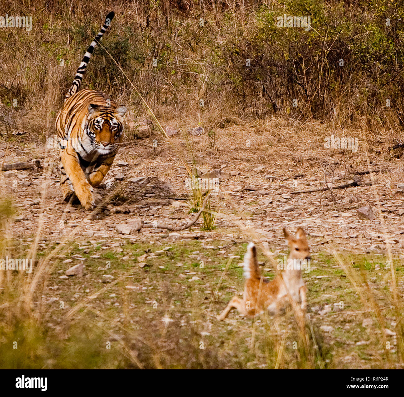 Tiger chasse le cerf tacheté Banque D'Images