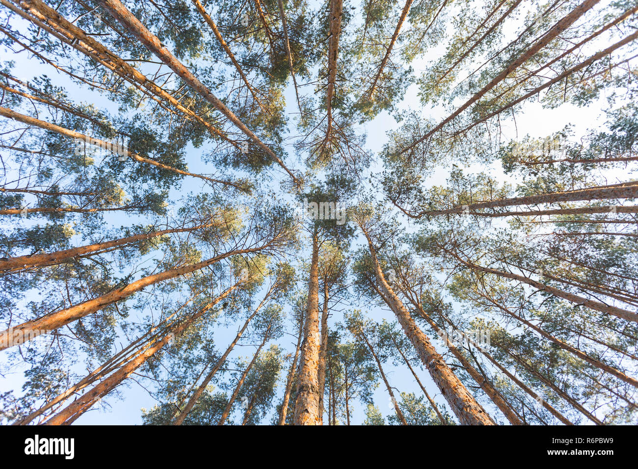 Forêt de pins photographié à partir de la base. Banque D'Images