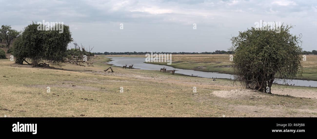 Le paysage sur la rivière Chobe au début de la saison des pluies à l'ouest de Kasane, Botswana Banque D'Images