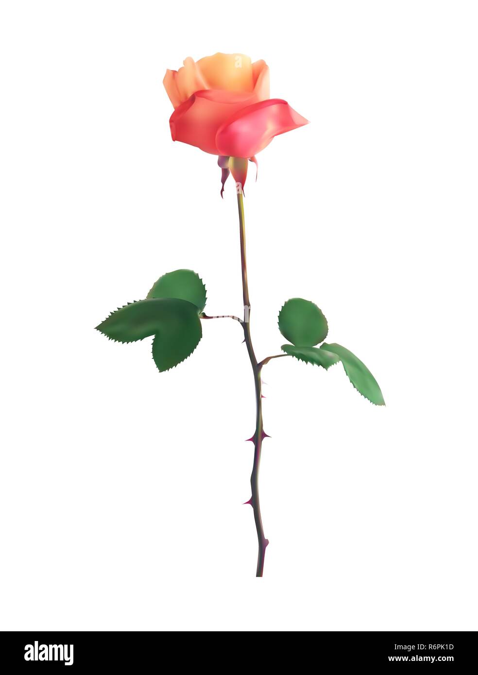 Belle Rose Rose tiges. Isolé sur fond blanc. Vector Illustration. EPS10 Illustration de Vecteur