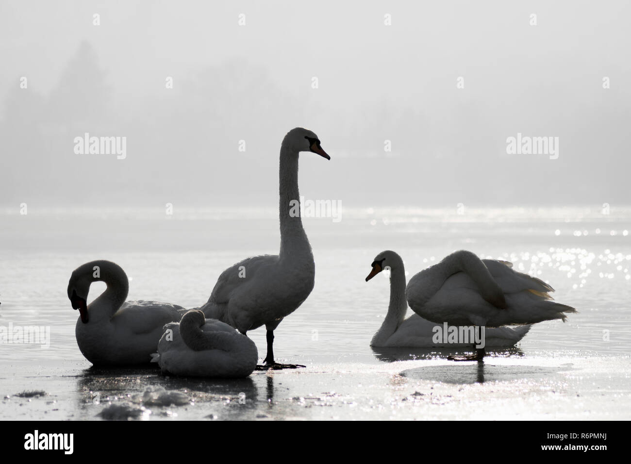 cygnes sur glace Banque D'Images