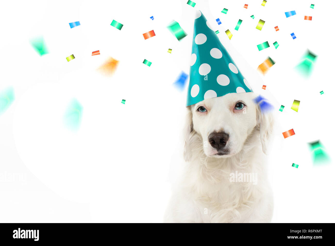 Anniversaire De Chien Ou La Celebration Du Nouvel An Belle Fete Avec Chiot Portant Un Chapeau A Pois Vert Isoles Contre Fond Blanc Avec Copie Espace Et Photo Stock Alamy