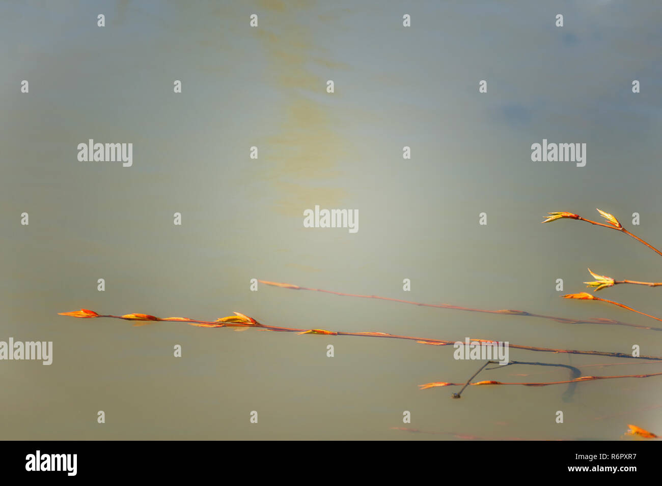 Copie espace disponible dans cette image où les tiges atteignent sur eaux calmes d'un étang. Banque D'Images