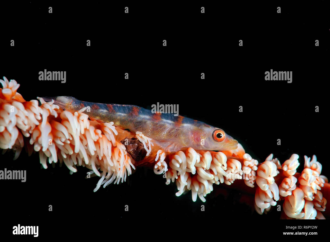 Grand fouet ou gobie gobie blanc ligne Seawhip Bryaninops (grand), la mer de Bohol philippin, en Asie du sud-est Banque D'Images