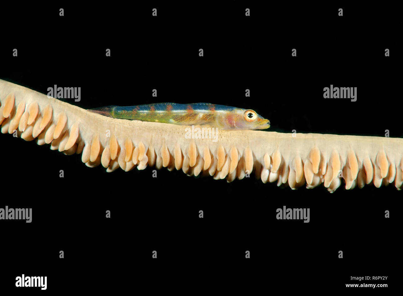 Grand fouet ou gobie gobie blanc ligne Seawhip Bryaninops (grand), la mer de Bohol philippin, en Asie du sud-est Banque D'Images