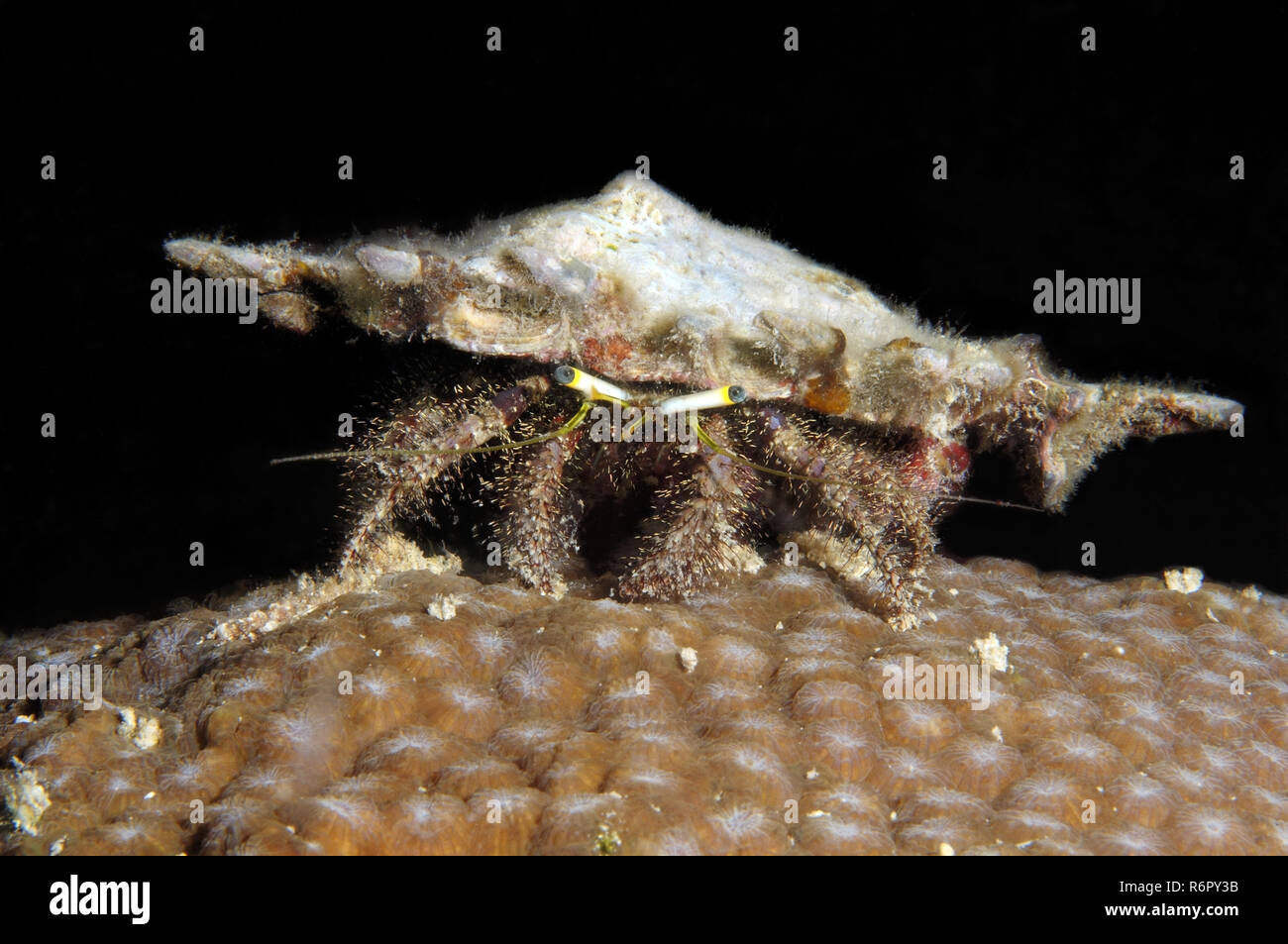 L'ermite de l'anémone (Dardanus pedunculatus) Mer de Bohol, Philippines, en Asie du sud-est Banque D'Images
