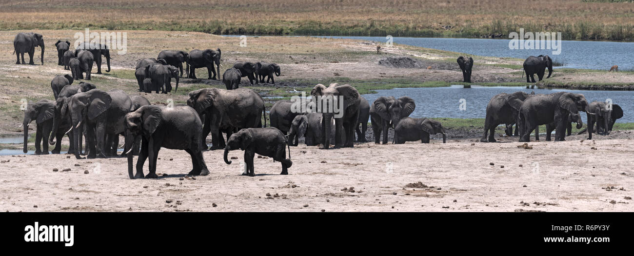 Groupe d'éléphants sur la rivière Chobe/dans le Parc National de Chobe, au Botswana Banque D'Images
