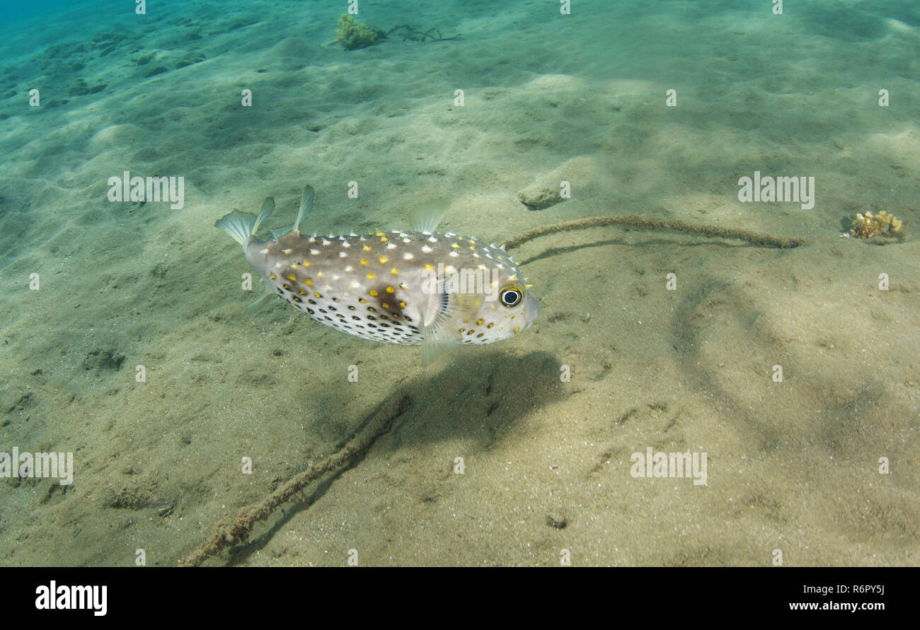 Cyclichtys (orbicularis Orbicular Burrfish) Mer Rouge, Marsa Alam, Egypte, Abu Dabab Banque D'Images