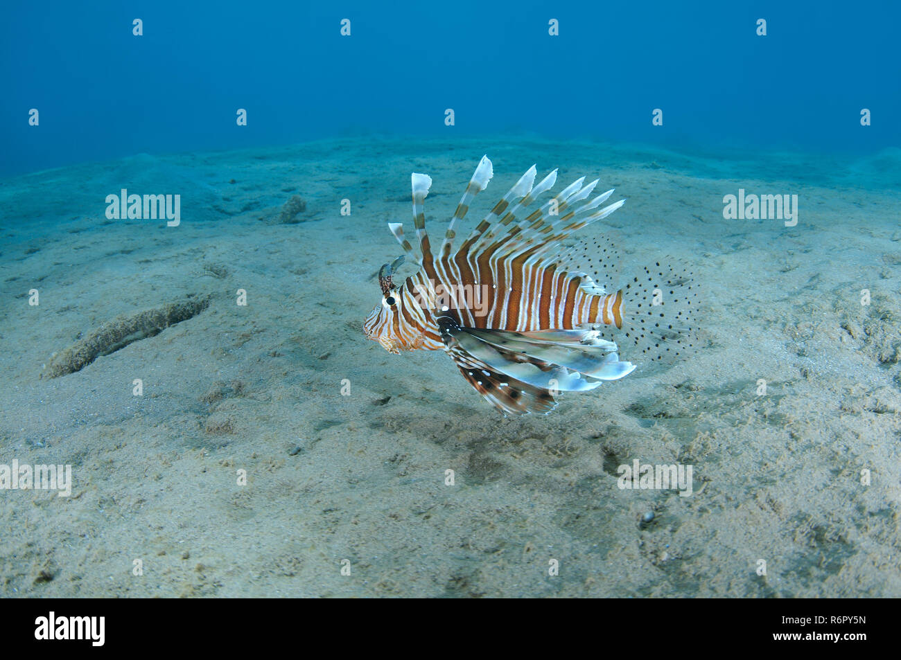 Poisson-papillon commun ou devil firefish (Pterois miles), mer Rouge, Marsa Alam, Egypte, Abu Dabab Banque D'Images