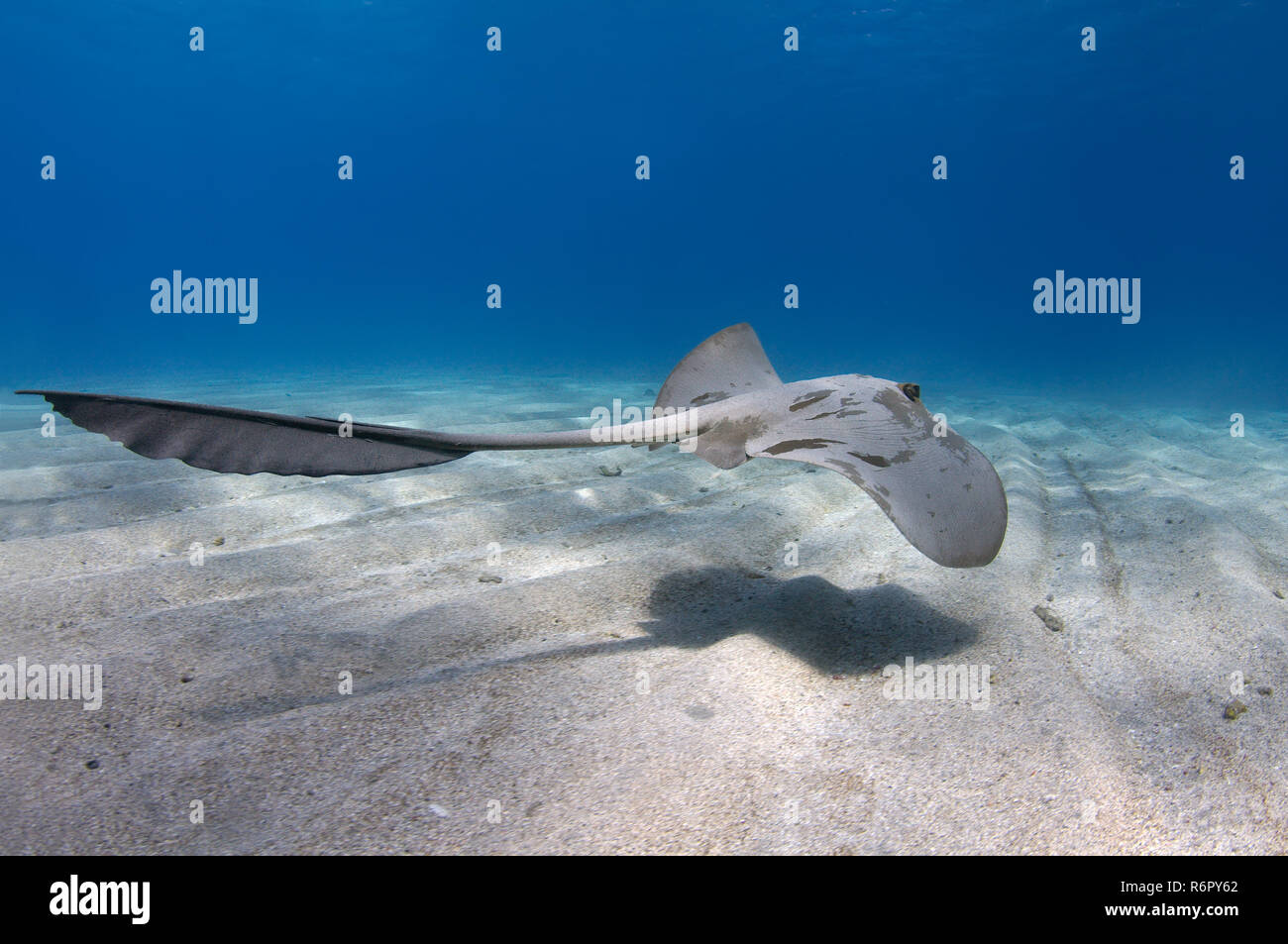 Cowtail stingray (Pastinachus sephen) nage sur un fond de sable, mer Rouge, Marsa Alam, Egypte, Abu Dabab Banque D'Images