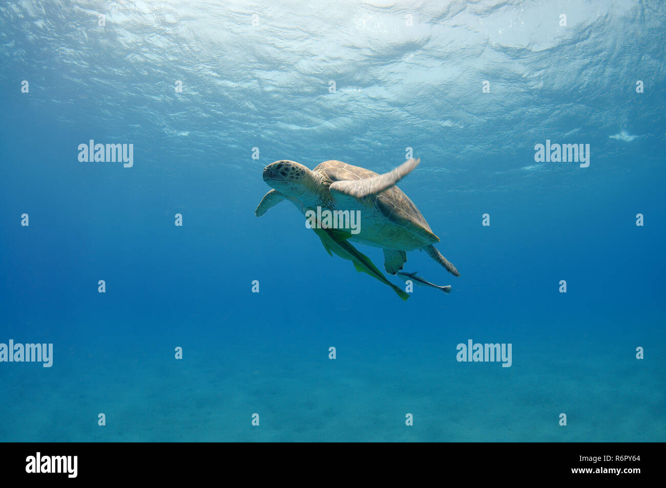 Tortue verte (Chelonia mydas) flotte dans l'eau bleu, mer Rouge, Marsa Alam, Egypte, Abu Dabab Banque D'Images