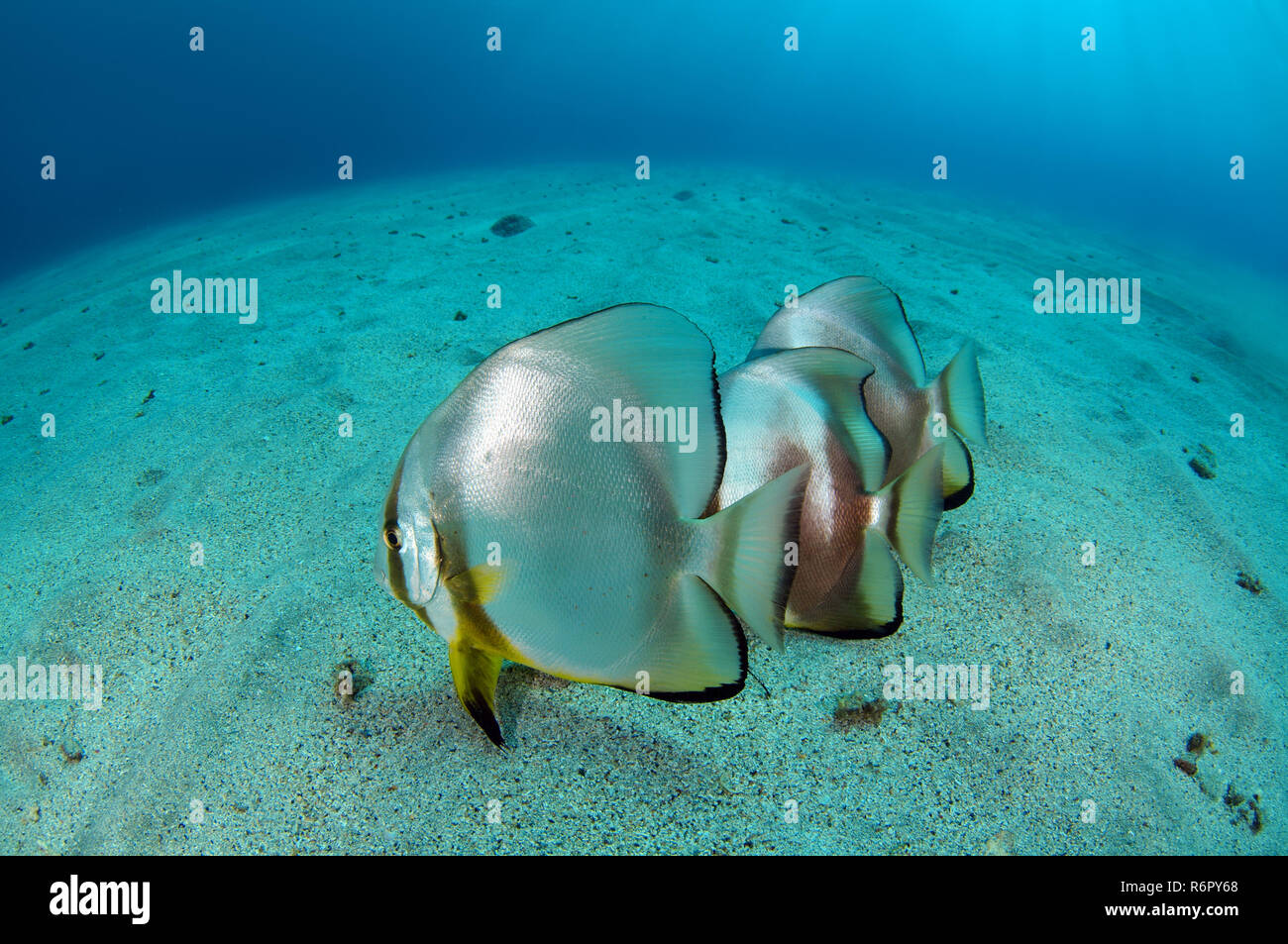 Platax teira ou petit platax (Platax teira) sur le fond de sable, mer Rouge, Marsa Alam, Egypte, Abu Dabab Banque D'Images