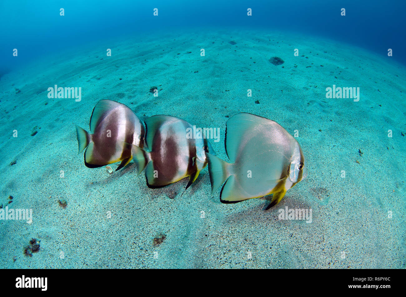 Platax teira ou petit platax (Platax teira) sur le fond de sable, mer Rouge, Marsa Alam, Egypte, Abu Dabab Banque D'Images