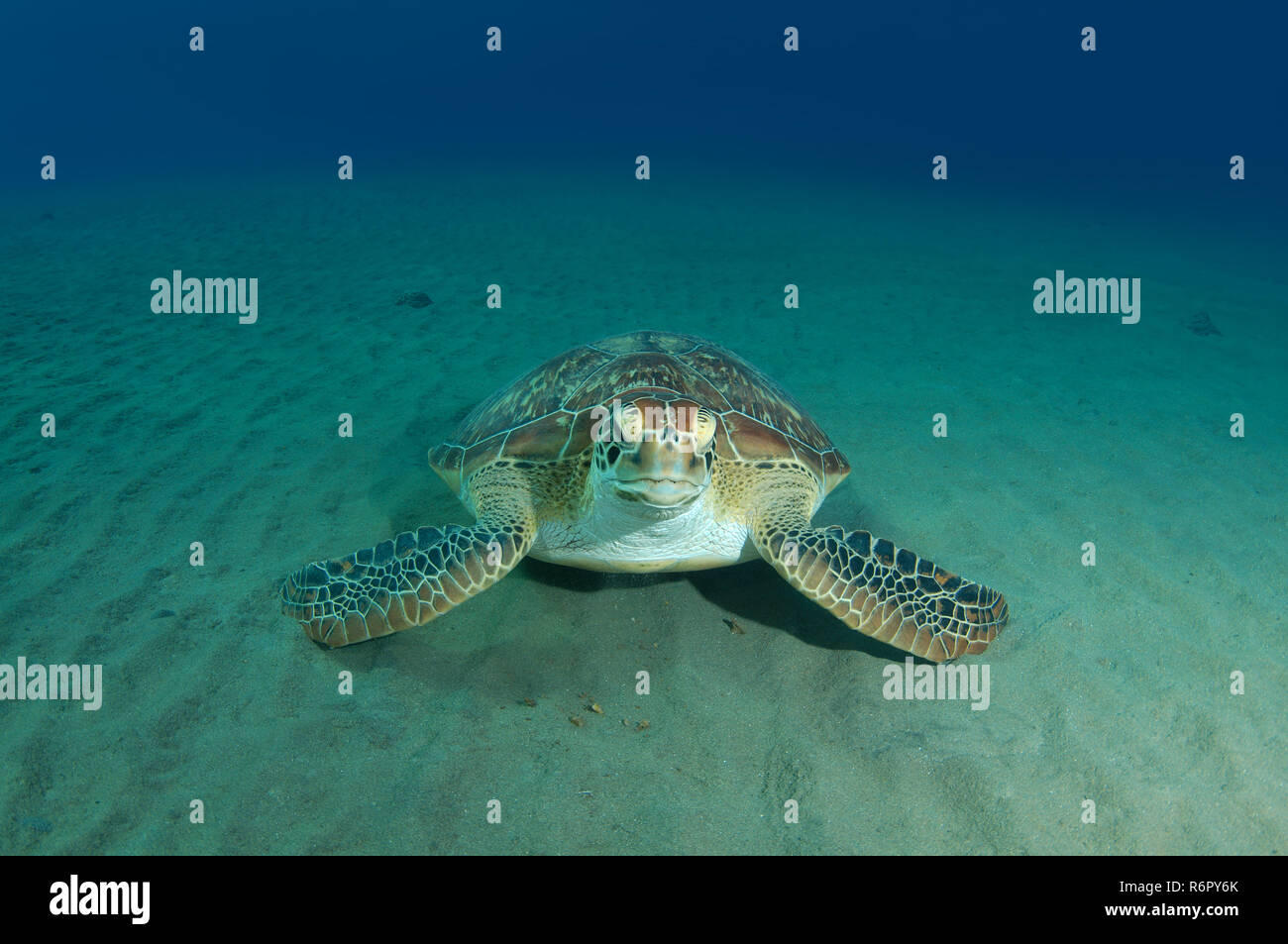 Tortue verte (Chelonia mydas), mer Rouge, Marsa Alam, Egypte, Abu Dabab Banque D'Images