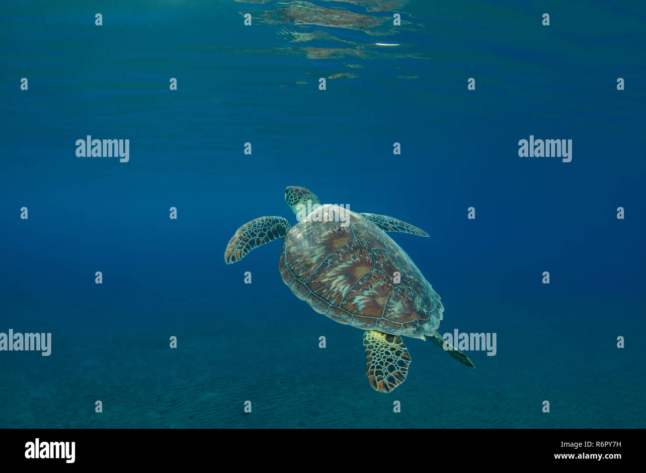 Tortue verte (Chelonia mydas) flotte dans l'eau bleu, mer Rouge, Marsa Alam, Egypte, Abu Dabab Banque D'Images