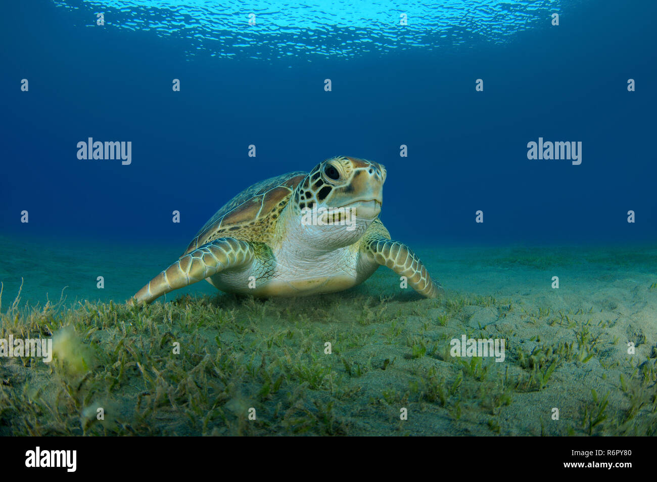 Tortue verte (Chelonia mydas), mer Rouge, Marsa Alam, Egypte, Abu Dabab Banque D'Images