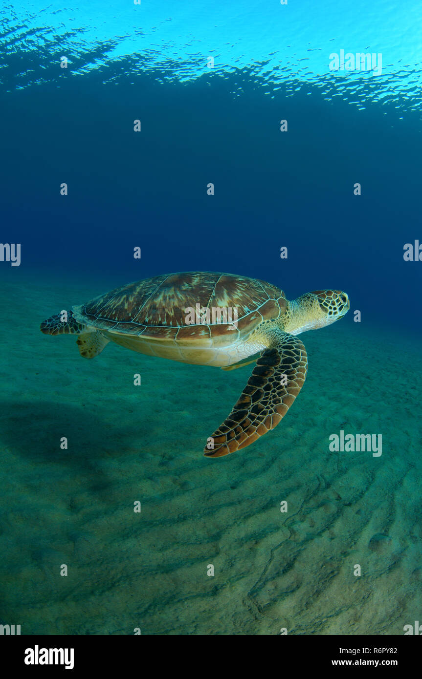 Tortue verte (Chelonia mydas), mer Rouge, Marsa Alam, Egypte, Abu Dabab Banque D'Images