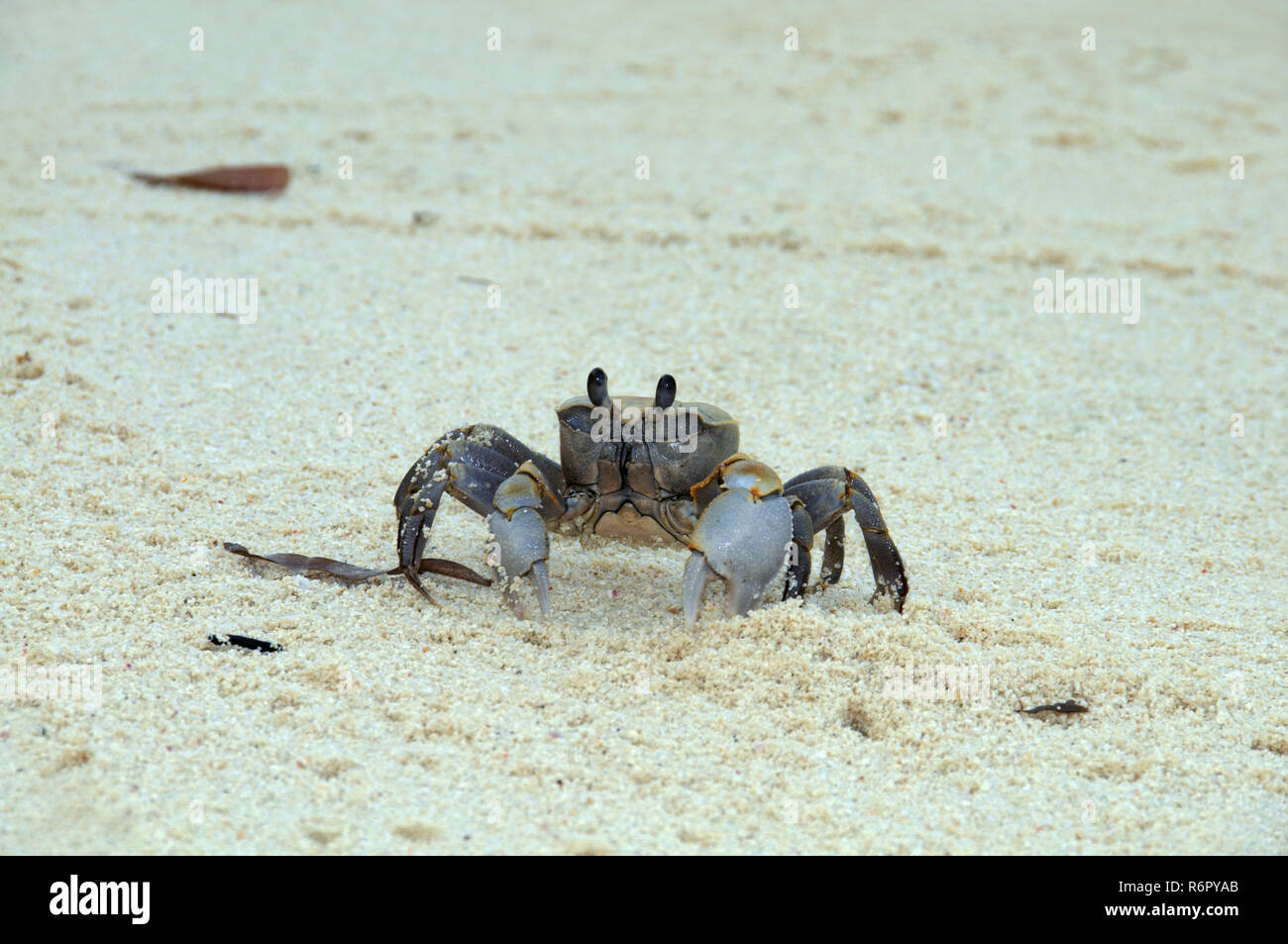 Le crabe fantôme rose (Ocypode ryderi) effacer burrow de sable à marée basse, Denis Island, de l'Océan Indien, les Seychelles Banque D'Images