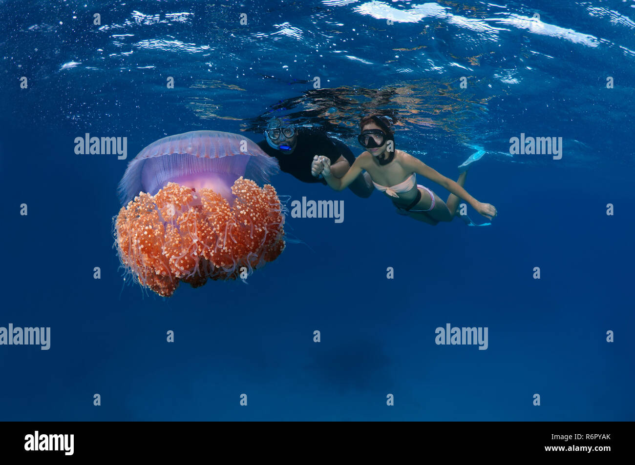 Un jeune couple se penche sur le chou-fleur des méduses (Cephea cephea) Océan Indien, les Maldives Banque D'Images