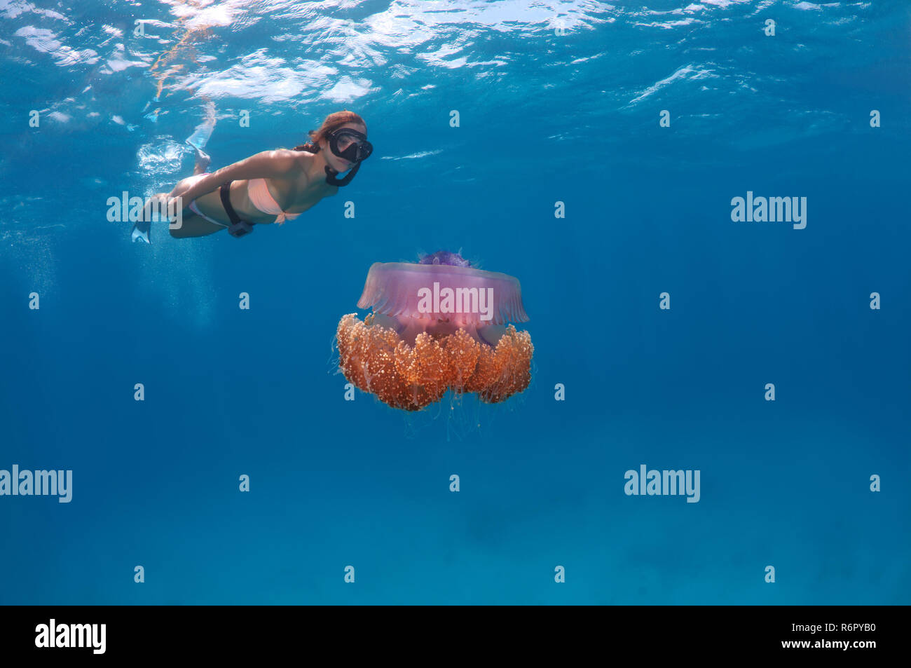 Belle jeune femme regarde le chou-fleur des méduses (Cephea cephea) Océan Indien, les Maldives Banque D'Images