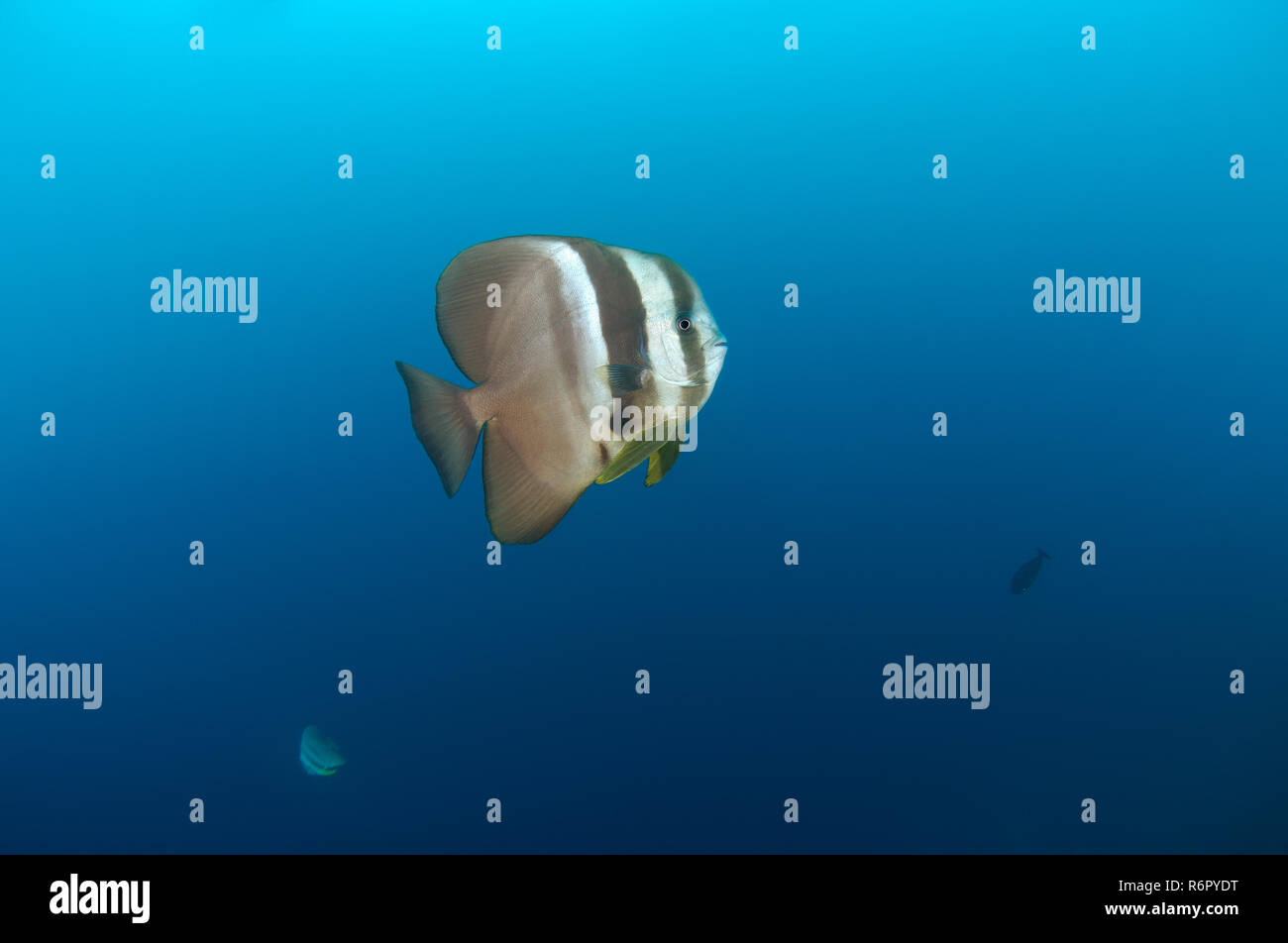 Orbicular batfish circulaire, platax, orbiculate platax, platax, ronde ou orbic platax orbicularis (Platax) nage dans l'eau bleue, de l'Océan Indien, M Banque D'Images