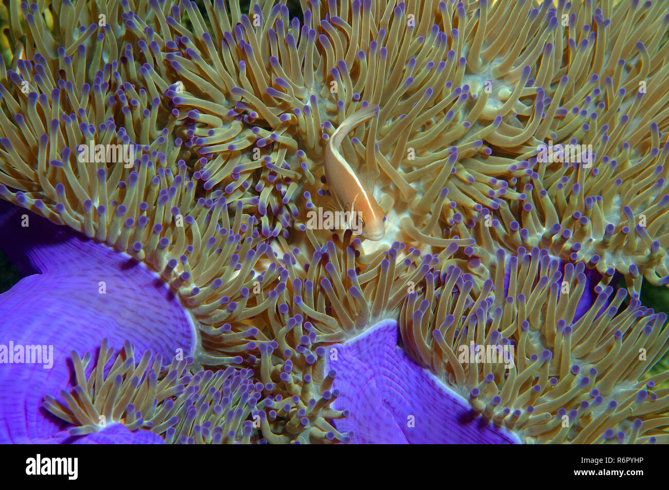 Les poissons clowns ou rose rose poisson clown (Amphiprion perideraion) Mer de Chine du Sud, Asie, Malaisie, Redang Banque D'Images